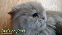 Funny Videos _ Funny Cats _ Funny Vines _ Cool Cute Funny Videos - Most Funnest Video - 2015