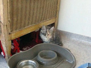 loupiotte après repas