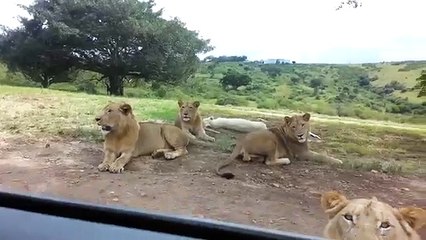 lion opened the door of the car