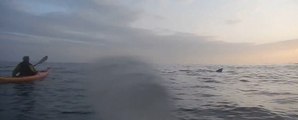 Sea Kayaker Has Close Encounter With Basking Shark