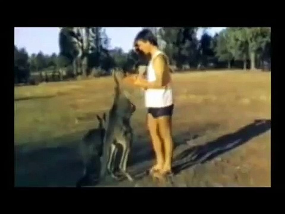 kangaroo vs man !!!