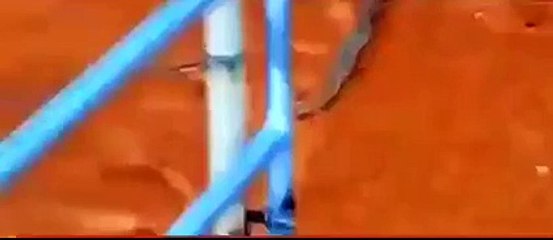 Blue Snake VS Rattle snake