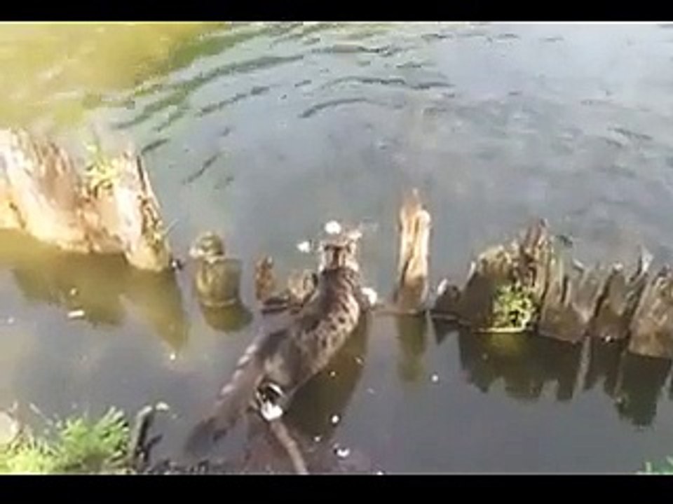 cat is an expert at fishing