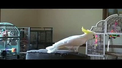 Parot Dansing Funny Videos  - Funest video of the World