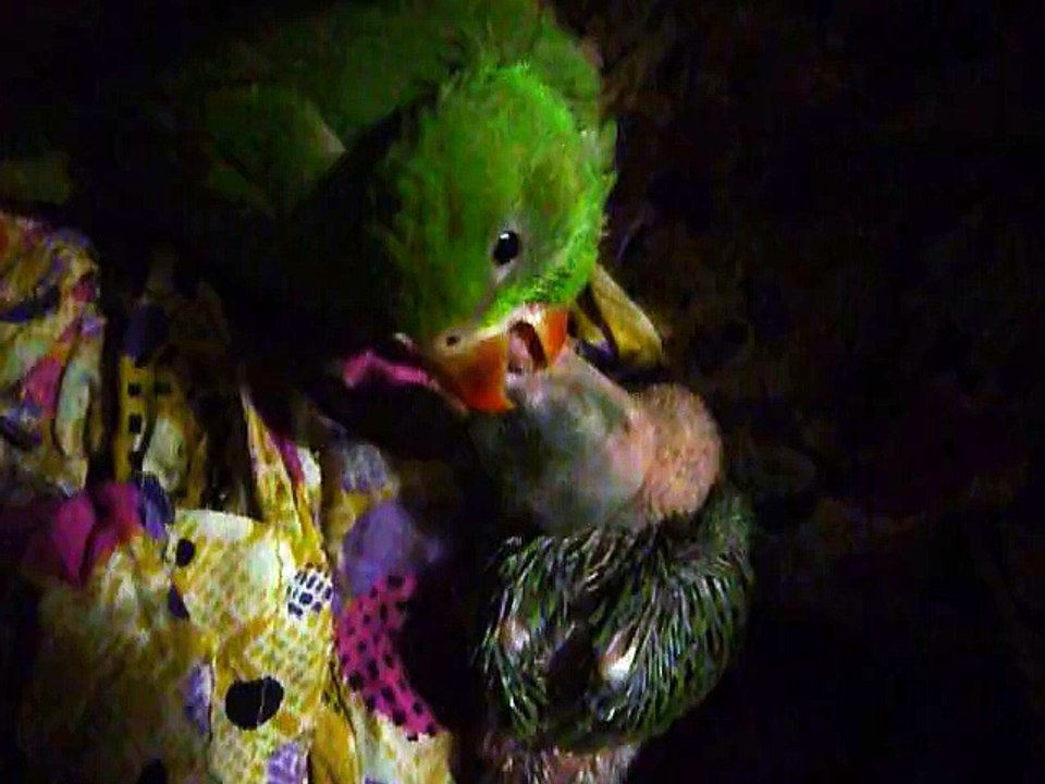 Two Parrot Babies
