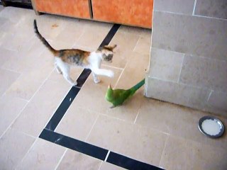 Cat Play With Parrot