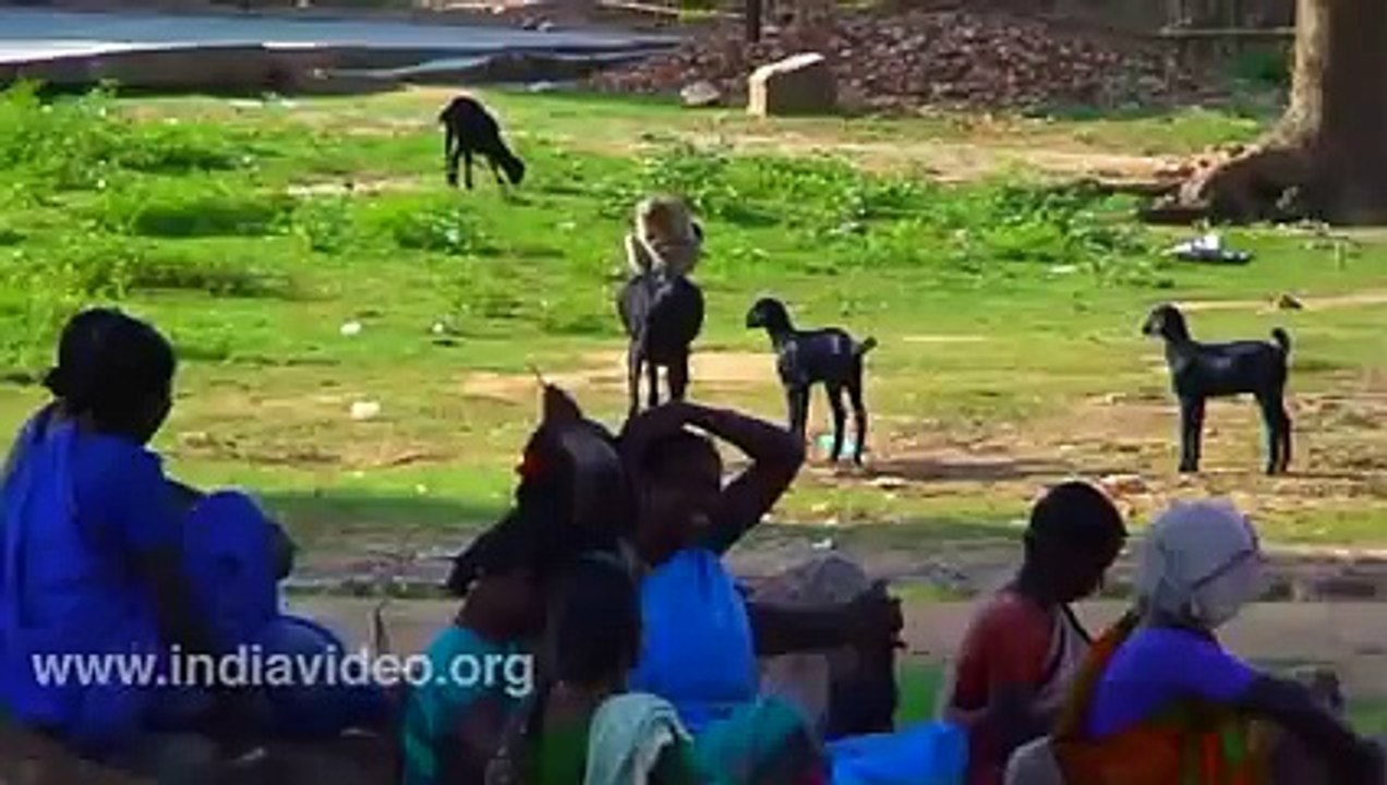 Goat And Monkey Funny Video 2015