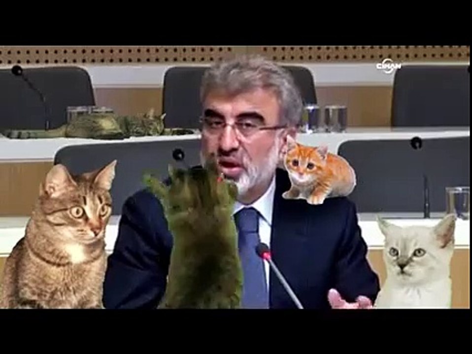 kedidir kedi