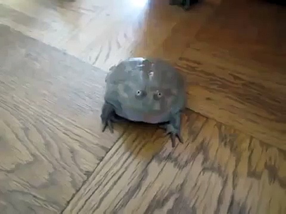 Ce que ce crapaud fait quand on le touche