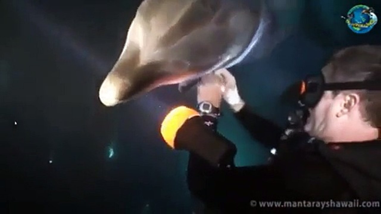 Un dauphin blessé demande de l'aide aux plongeurs.