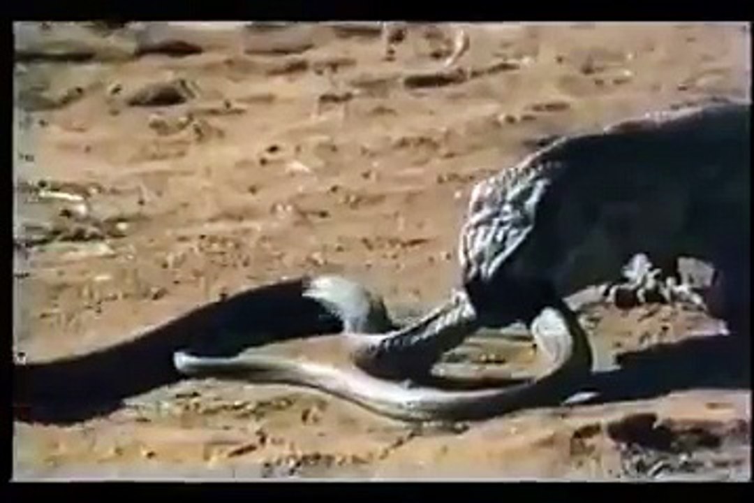 komodo vs cobra