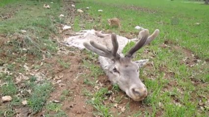 Koruma Altındaki 4 Kızıl Geyik Telef Edildi