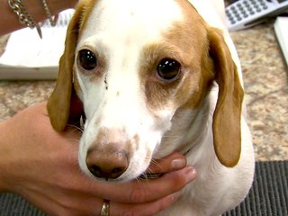 Home Remedies: Essential Oils for Dogs