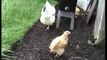 Hens, chicks and rabbits!  hencam chicks aged 4 - 10 weeks!