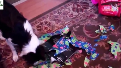 Funny videos cats and dog $%^#% Funny animals compilation 2015