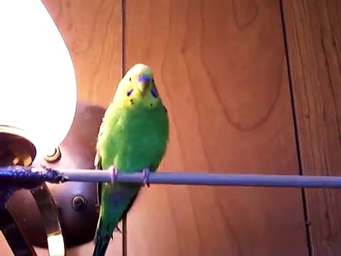 ⁣My Stupid Parakeets