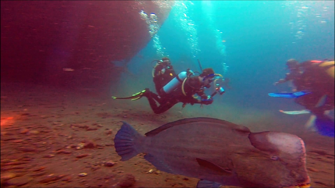 Bali, Tulamben,  Humphead Parrotfish around USAT Liberty wreck