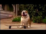 Un chien skater