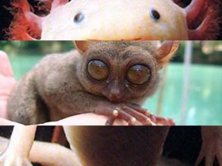 Rare and endangered animals