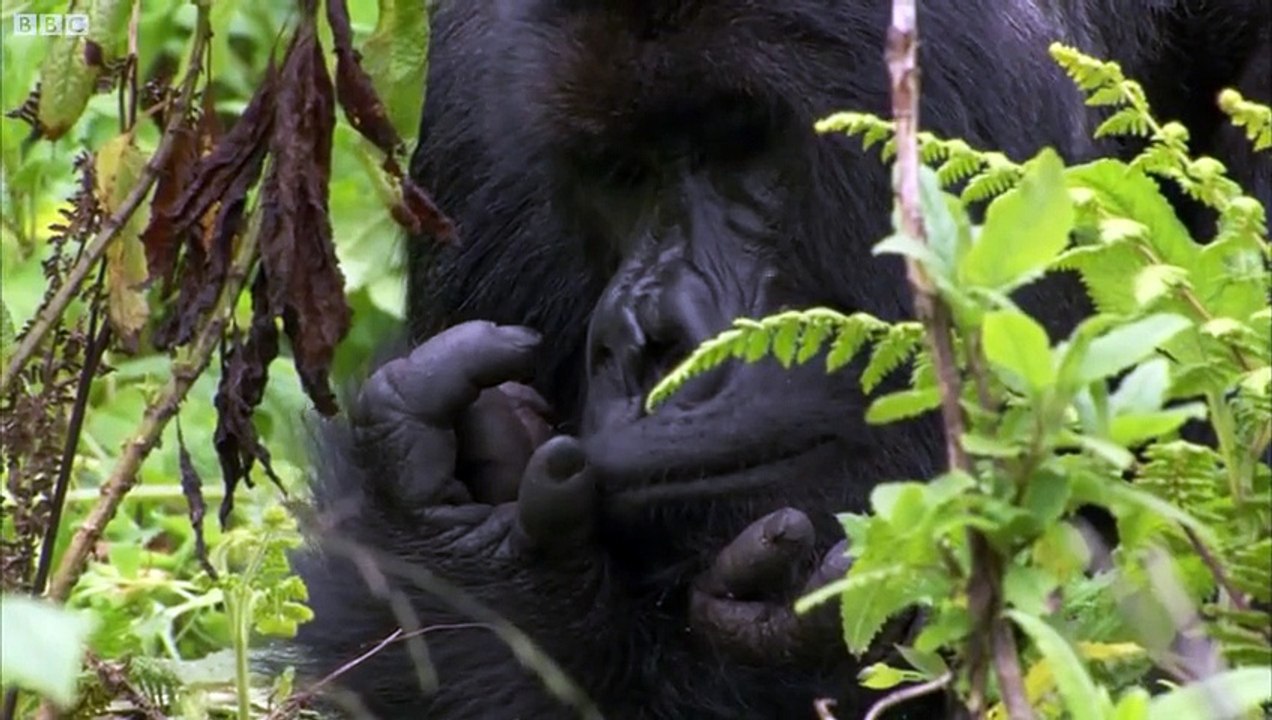 Silverback showing off to the females - Mountain Gorilla