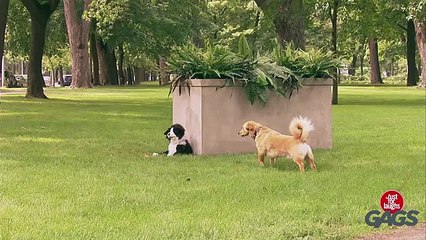 Stuffed Dog Attacks Real Dog_