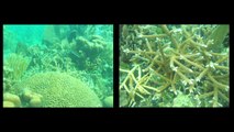 Researchers Study Coral Growth in Mesoamerican Barrier Reef