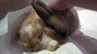 Two Cute Baby Bunnies Love Each Other