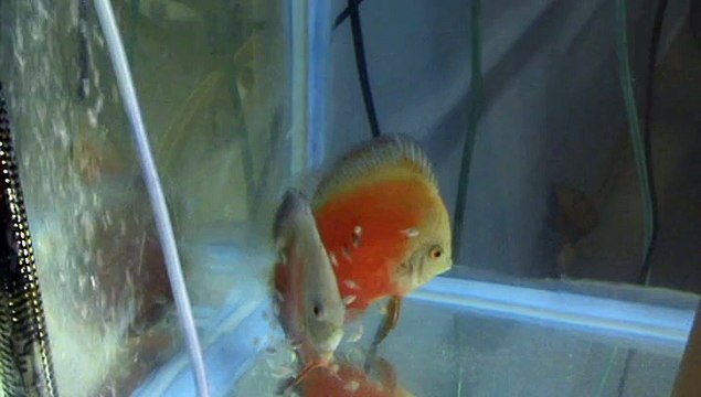 Discus Red White 10jours de nage libre
