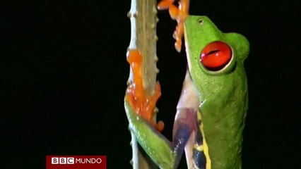Conoce a la rana "cristal" que deja ver sus entrañas