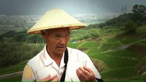 Japan rice cultivation 'in danger'