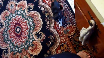 Bella Sings for treats