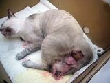 Cat giving birth, having her first baby, cat labor