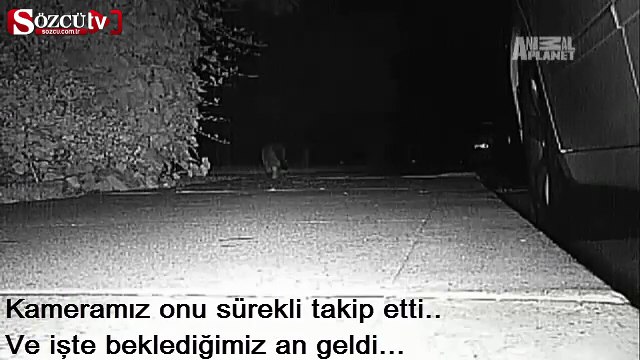 Dünya bu hırsız kediyi konuşuyor