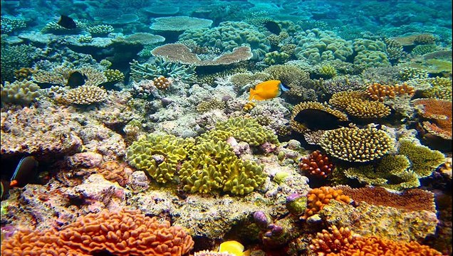 Great Barrier Reef - Queensland, Australia.