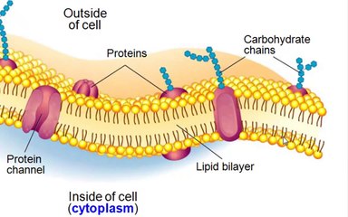 Cell Structure and Function