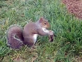Killer Squirrel Eats Bird