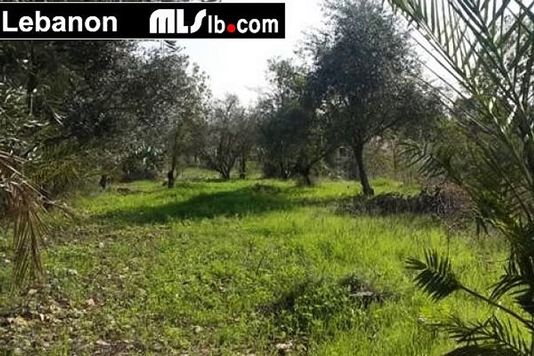 Amchit 695sqm  399 000