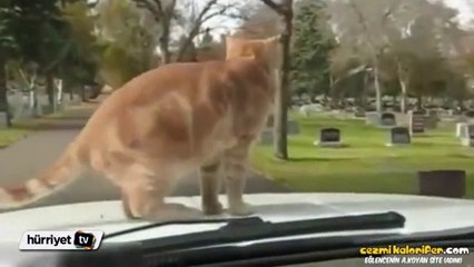 Sülalesi Rahat Kedinin Araba Sefası