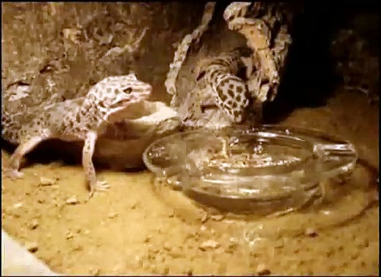 ⁣Leopardgeckos eating mealworms