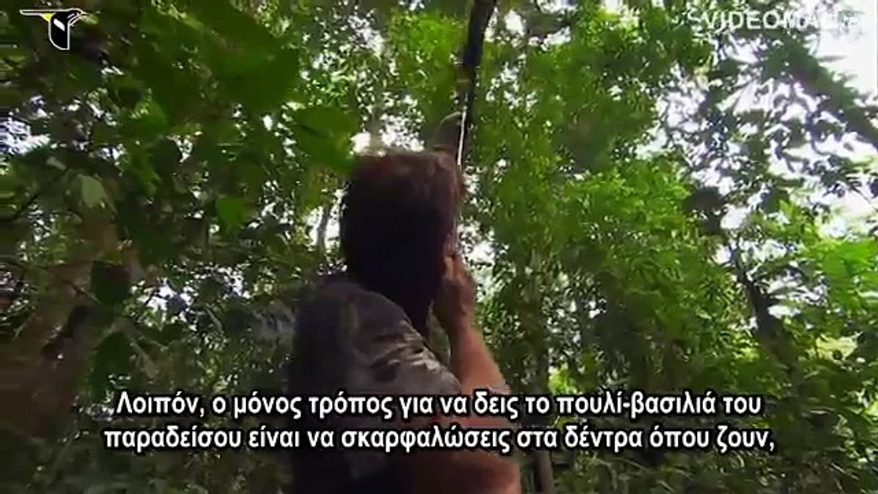 BIRDS OF PARADISE Τα πουλιά του παραδείσου  Oiseaux de paradis