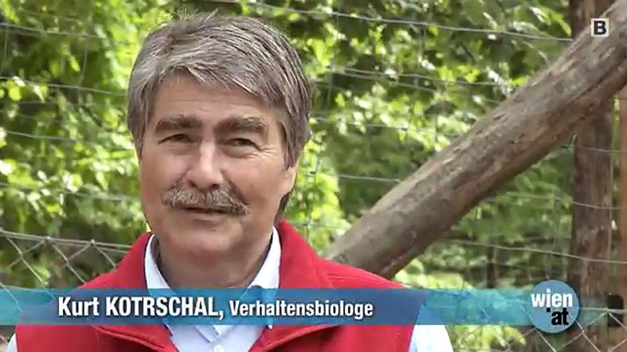 Wolfsforscher Kurt Kotrschal