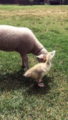 Lamb Gets Groomed by a Gosling