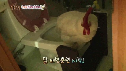 I was surprised!!!  Mr Chicken POOPS on the toilet all by himself!!