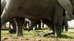 Baby Elephant: Spy in the Herd - BBC