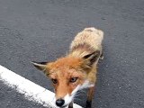 Feeding a Fox