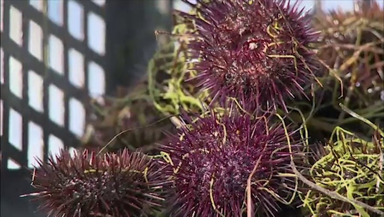 Les oursins de Sète-etang-de-thau-ici 7