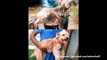 Unbelievable Before & After Rescue Dog Transformations