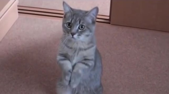 Un chat trop mignon supplie avec ses pattes...