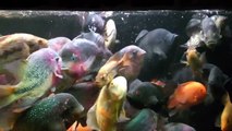 5300 L - Big American Cichlids ( feeding time) [ www.cichlidklub.sk ]