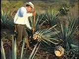 Tequila in Atotonilco el Alto, Jalisco